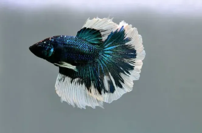 Discover the Exquisite Beauty of Alien Betta Female Fish: Care, Breeding, and More Discover the Exquisite Beauty of Alien Betta Female Fish Care, Breeding, and More
