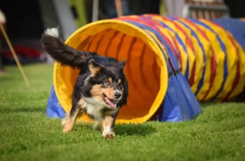 Happy Ratters The Dog Sport That Turns Instinct into Adventure