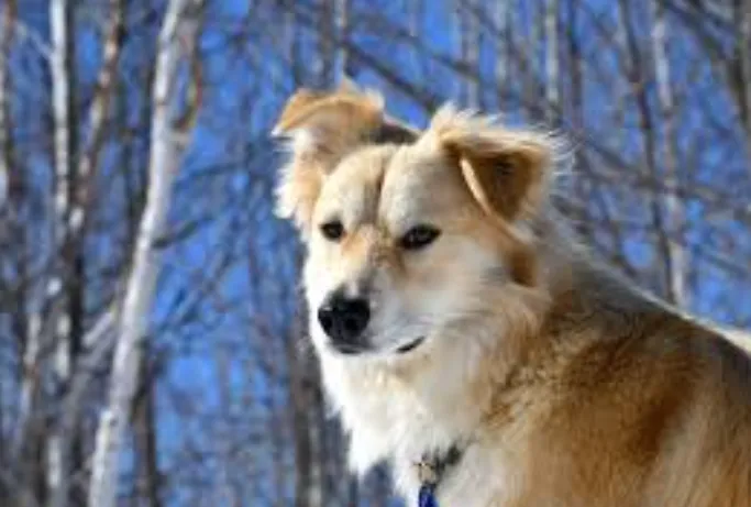 Rules, Structure & Space: How to Set Healthy Boundaries with Your Dog Rules, Structure & Space How to Set Healthy Boundaries with Your Dog