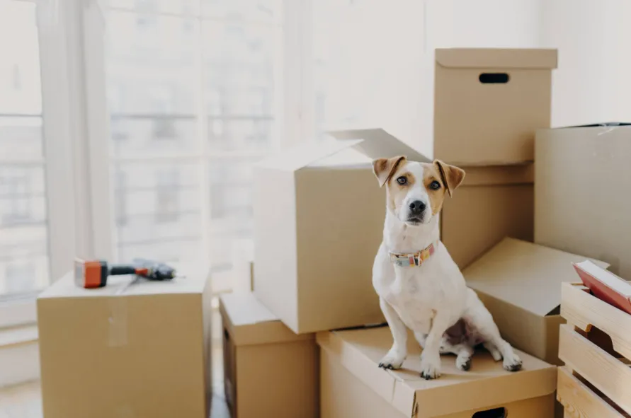 Stress-Free Moving With Cats and Dogs: A Complete Checklist Stress-Free Moving With Cats and Dogs A Complete Checklist