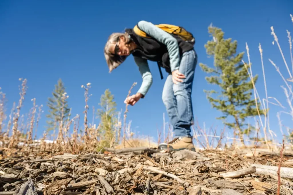 How Strategic Colorado Land Clearing Reduces Wildfire Risk in Rural Areas